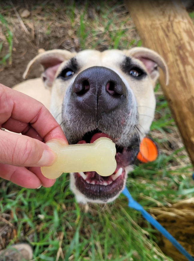 Close-up of dog taking treat from hand, positive reinforcement training