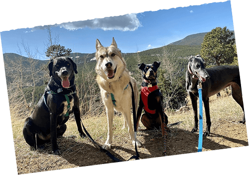 Four dogs standing together on rocky mountain trail