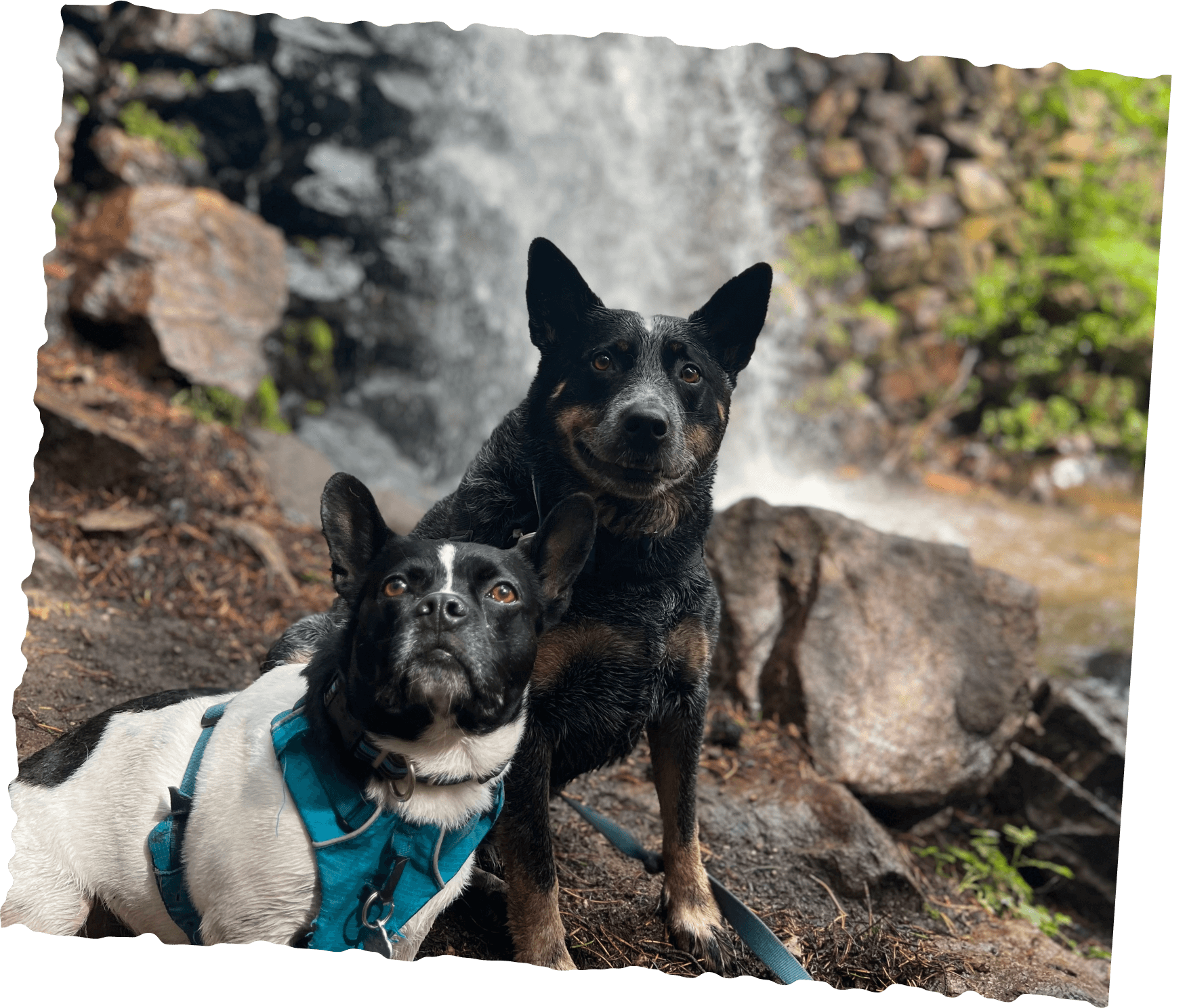 One Russian bully and Shepherd resting near waterfall during hike break