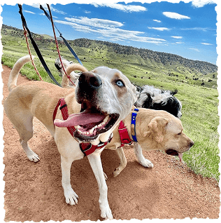 Smiling dog on leash during scenic outdoor hike