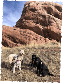 Dogs hiking among red rock desert landscape, adventure trail walk
