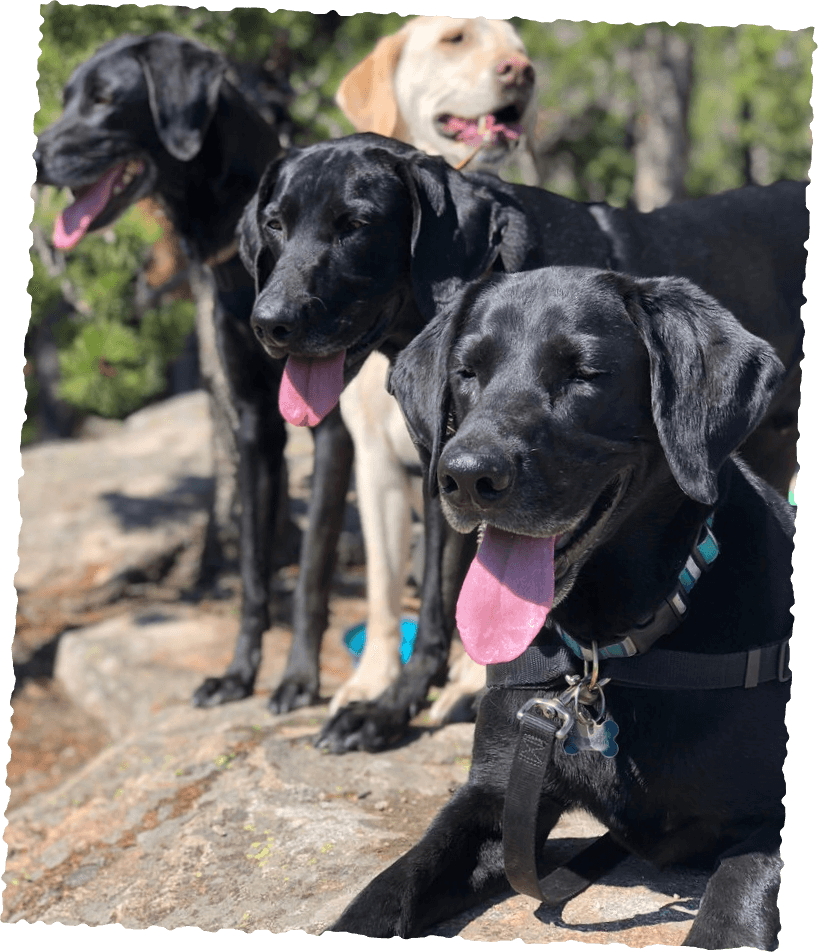Three black dogs panting on trail, group dog pack hike