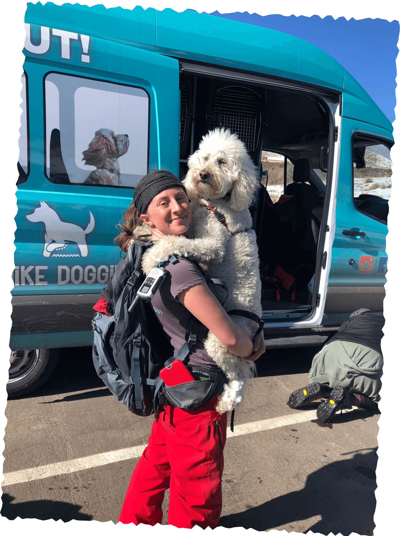Staff member lifting poodle into van for safe transport
