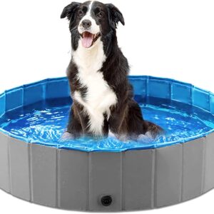 Border collie sitting portrait