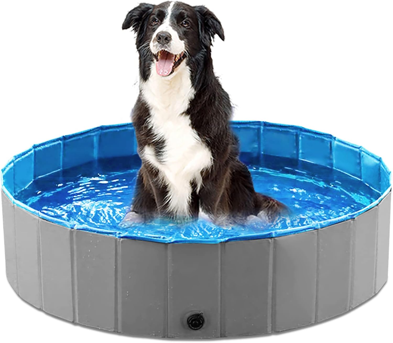 Border collie sitting portrait