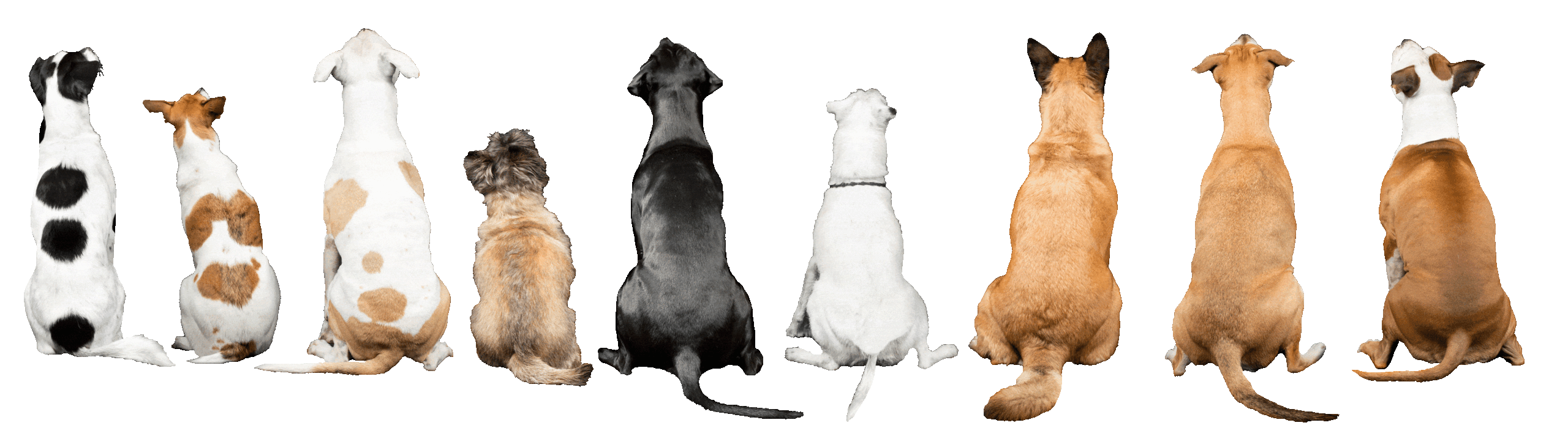 Our dogs/our pride silhouettes in different colors