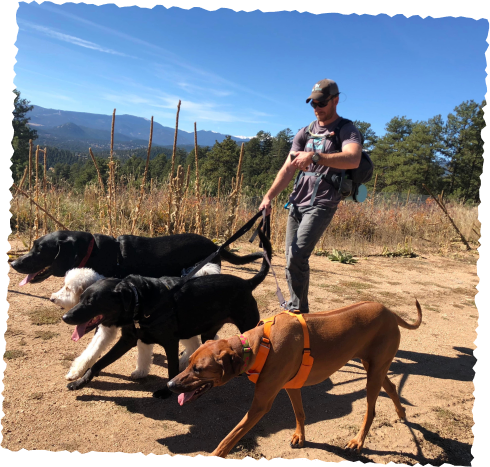 Dog pack walking on leashes with handler on open trail