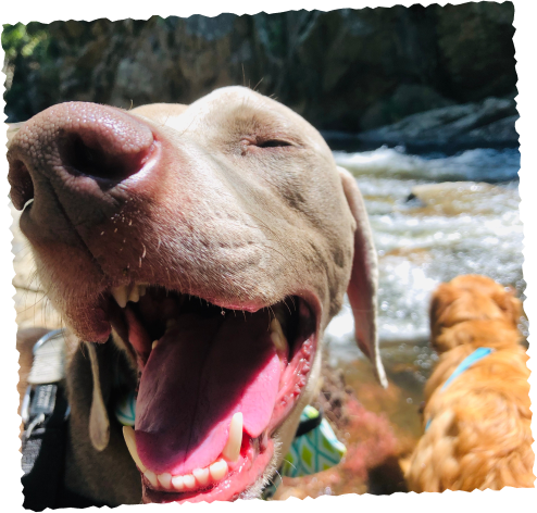 American bully Close-up of smiling labrador face on hike