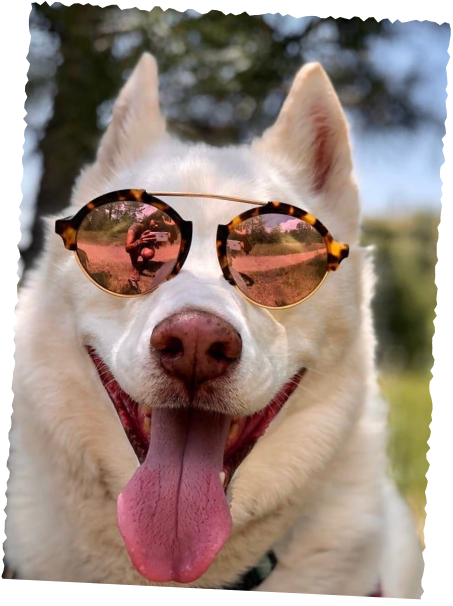 Husky wearing sunglasses outdoors, fun trail adventure vibe