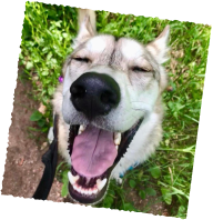 Close-up of dog’s nose and happy expression