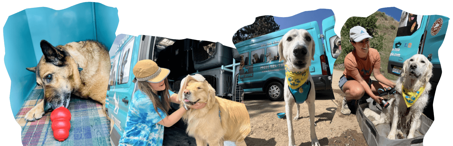 Dogs peeking from van window, excited for adventure