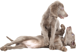 Gray dog lying relaxed on ground, resting after walk