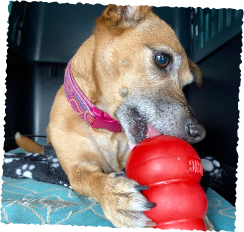 Dog chewing red toy, enrichment during daycare