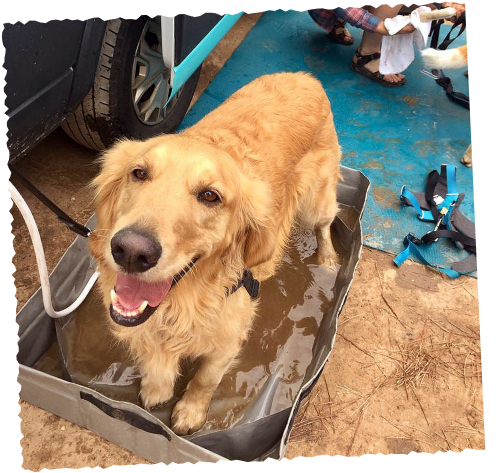 Happy golden retriever walking on leash outdoors