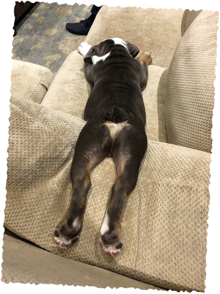 Dog resting comfortably on couch after exercise