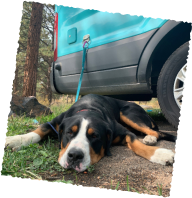 Black dog lying relaxed near service vehicle after hike