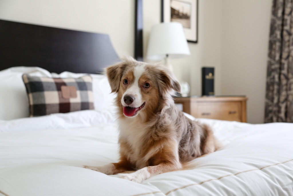 Dog sitting on bed indoors, relaxed at home