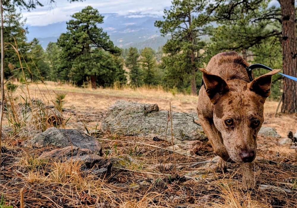 Dog hiking on trail