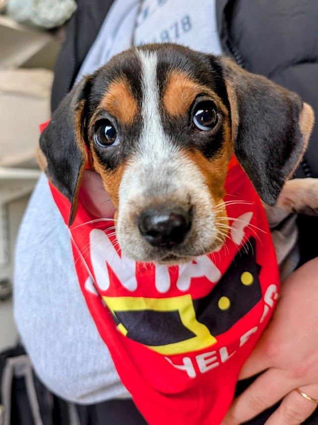 Puppy wearing red holiday bandana, festive portrait