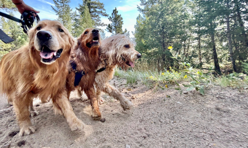 Two dogs running together on wooded hiking path