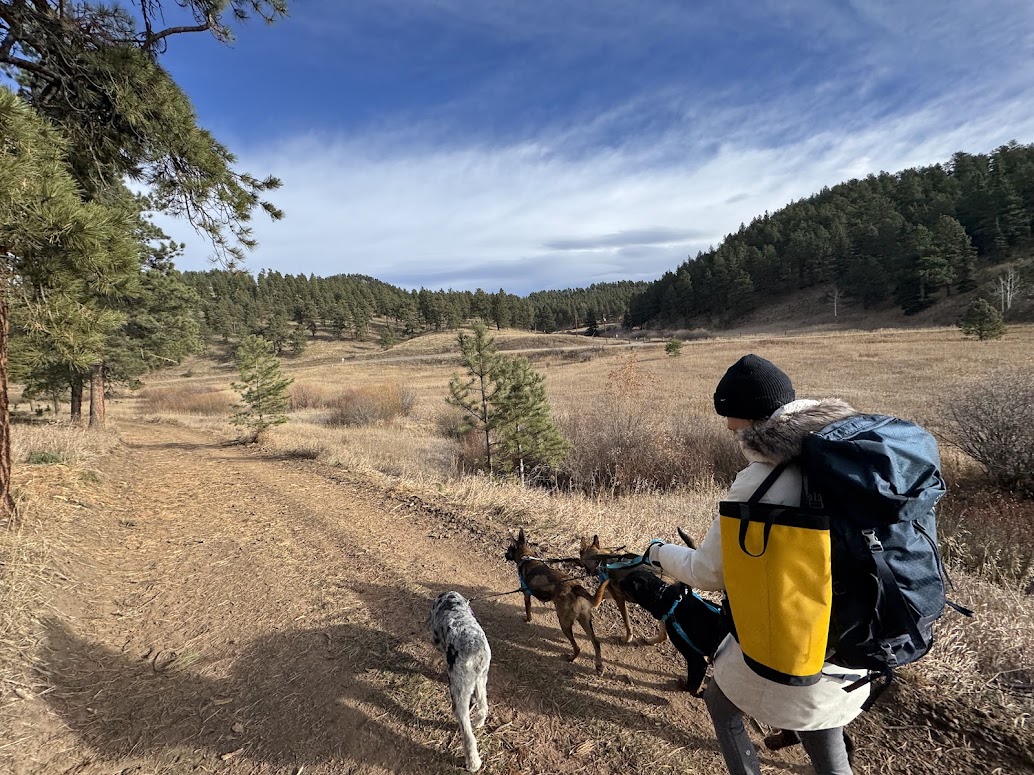 Handler walking dogs along wide dirt trail
