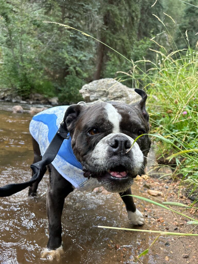 Black and white dog wearing blue bandana on forest trail