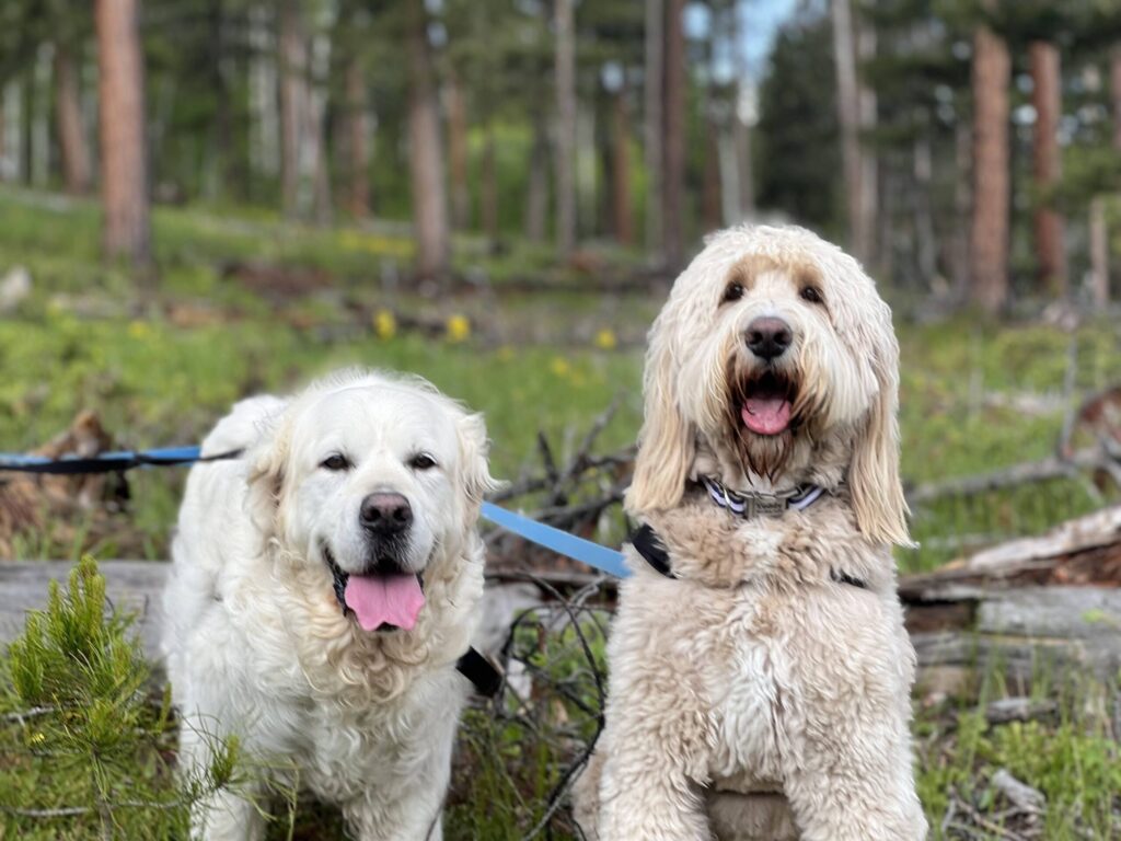 Two dogs sitting side-by-side on leash in forest