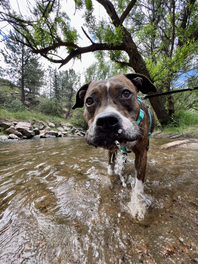 Boxer dog standing in shallow creek during hike
