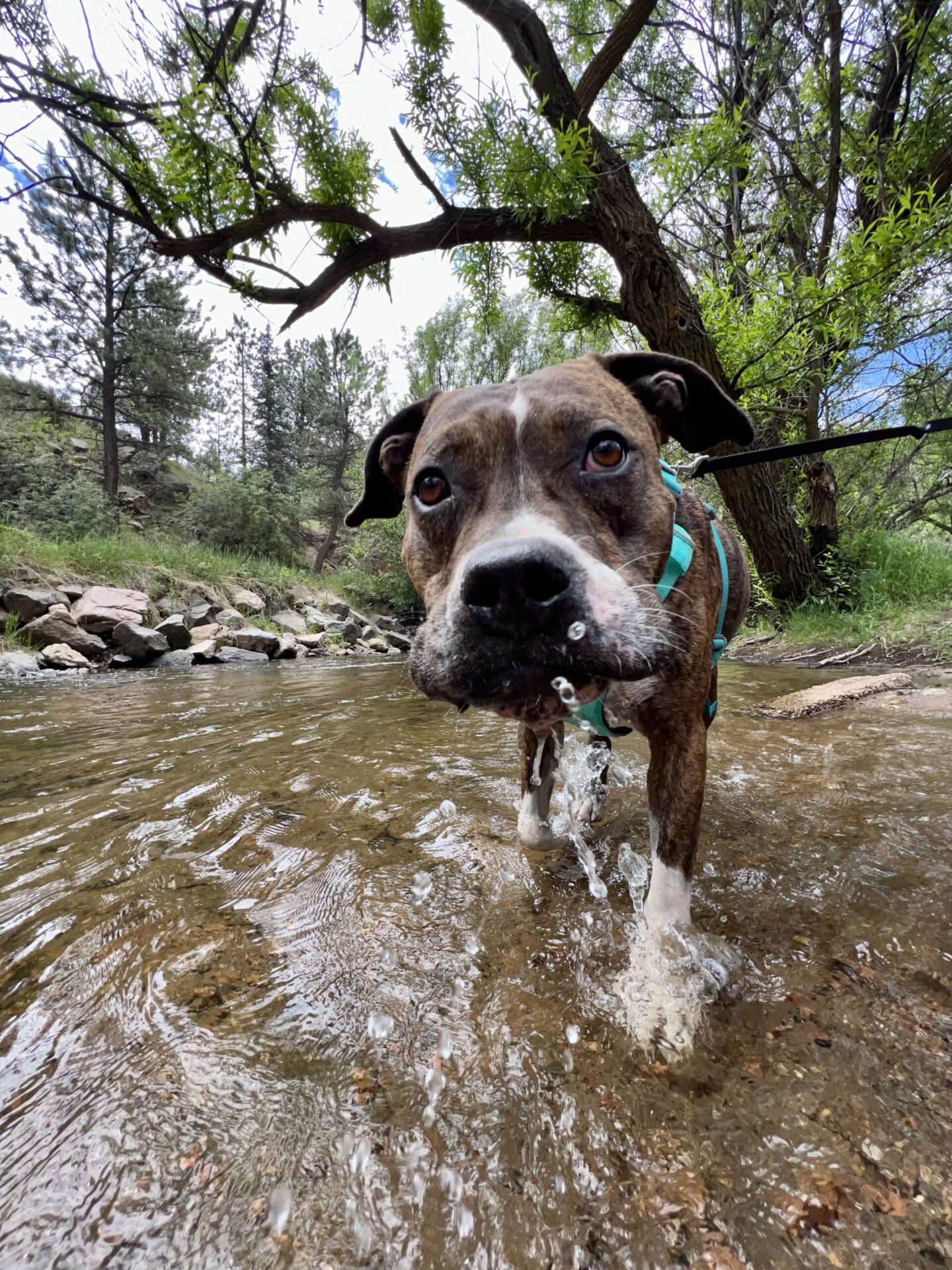 Boxer dog standing in shallow creek during hike