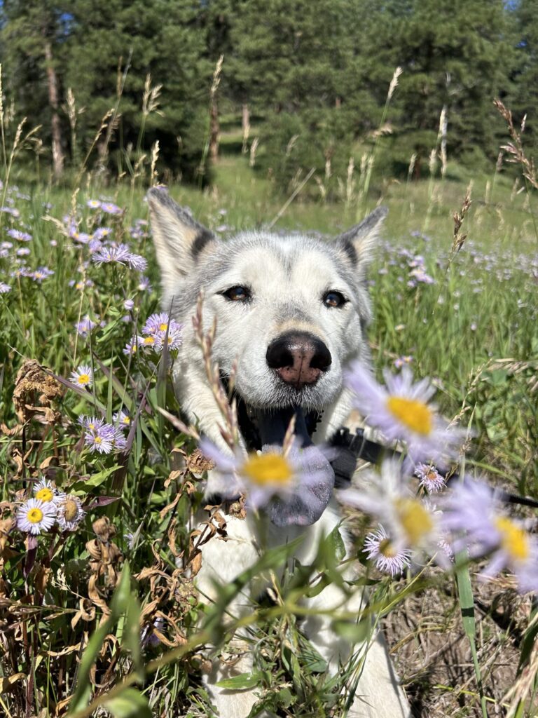 White dog standing among wildflowers outdoors