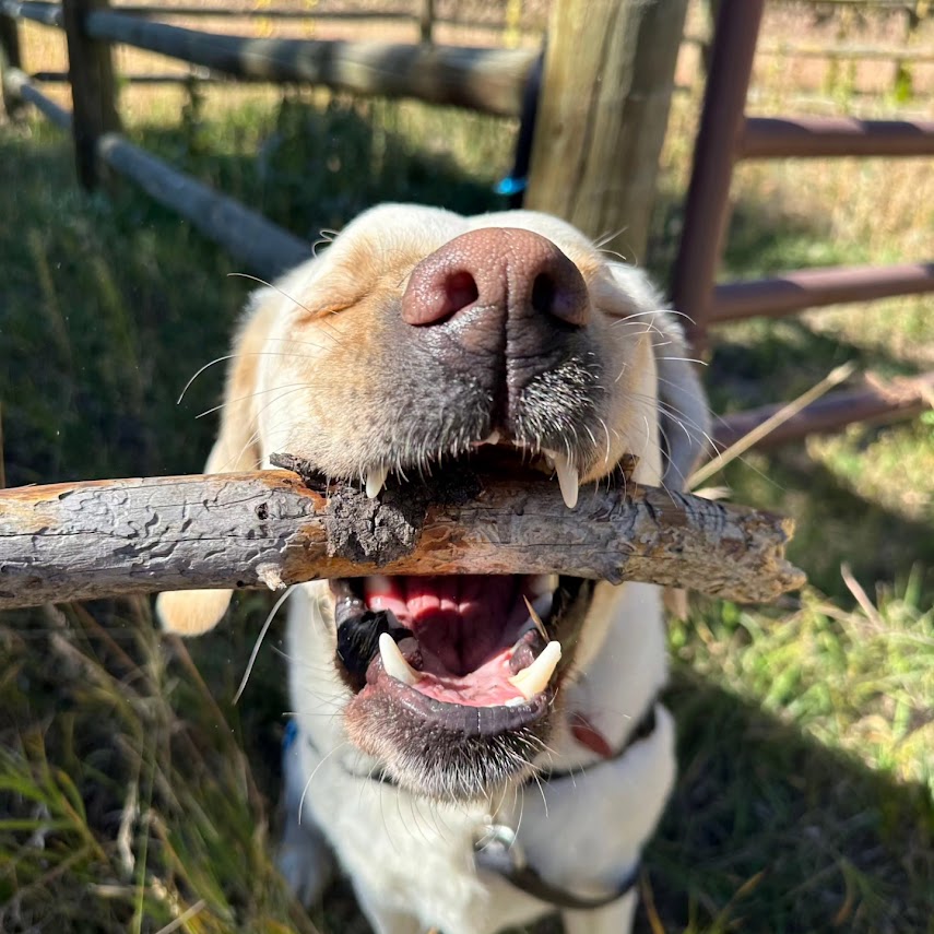 Dog holding stick proudly in mouth on trail