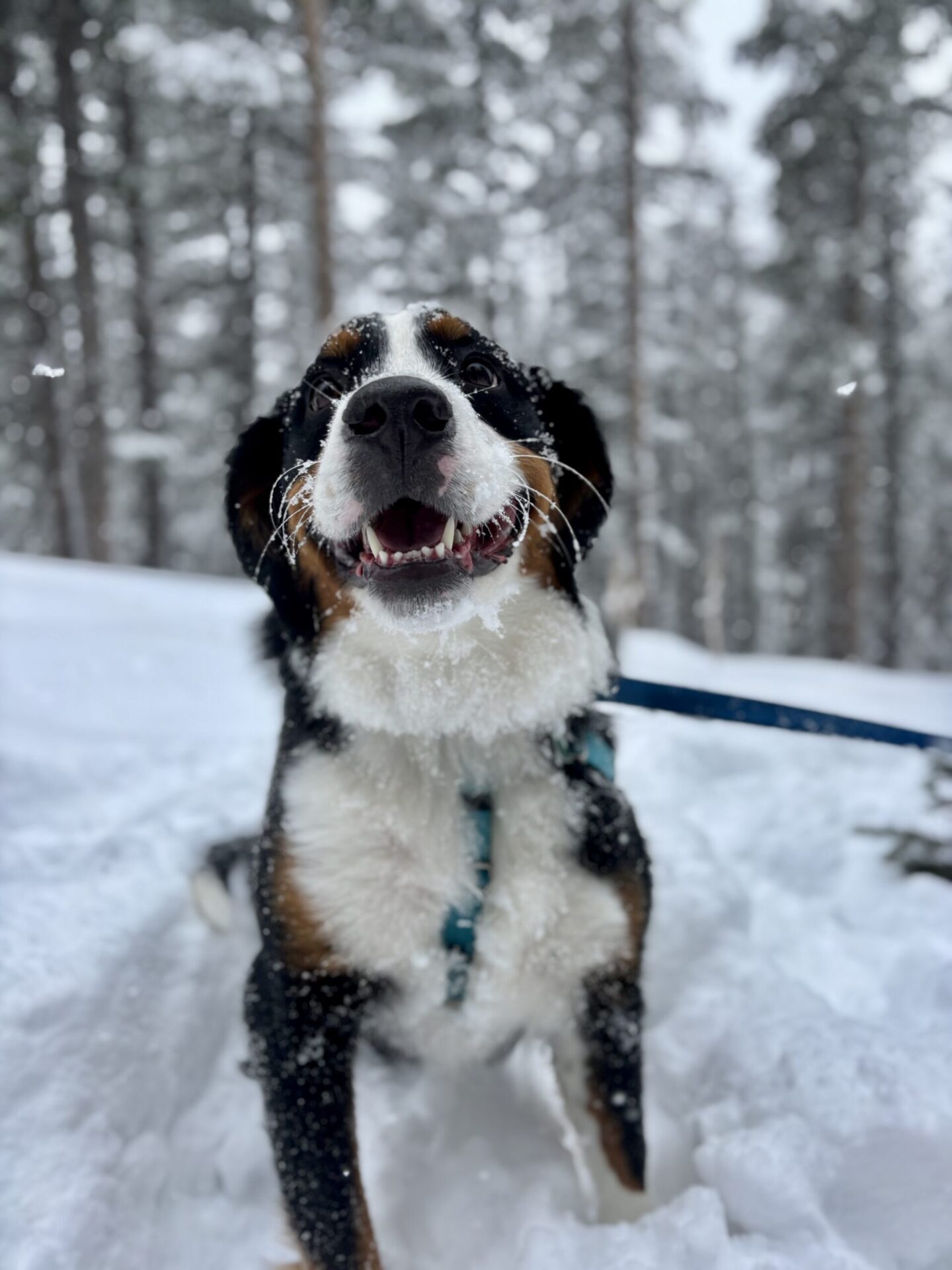 Bernese mountain dog standing in snow during winter hike