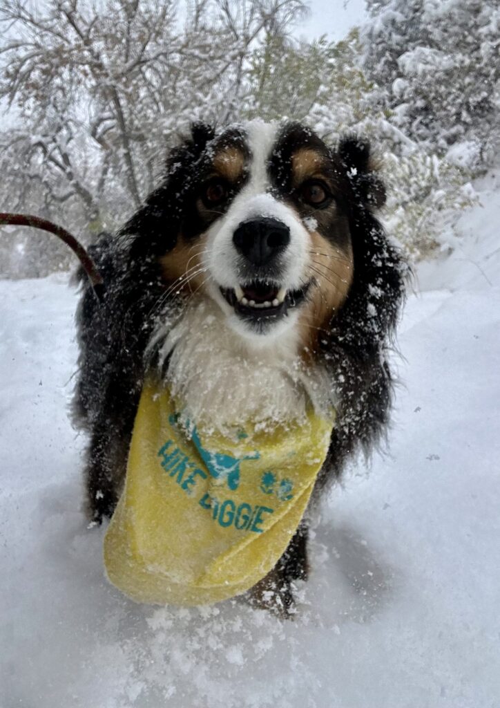 Black and white dog wearing yellow bandana in snow