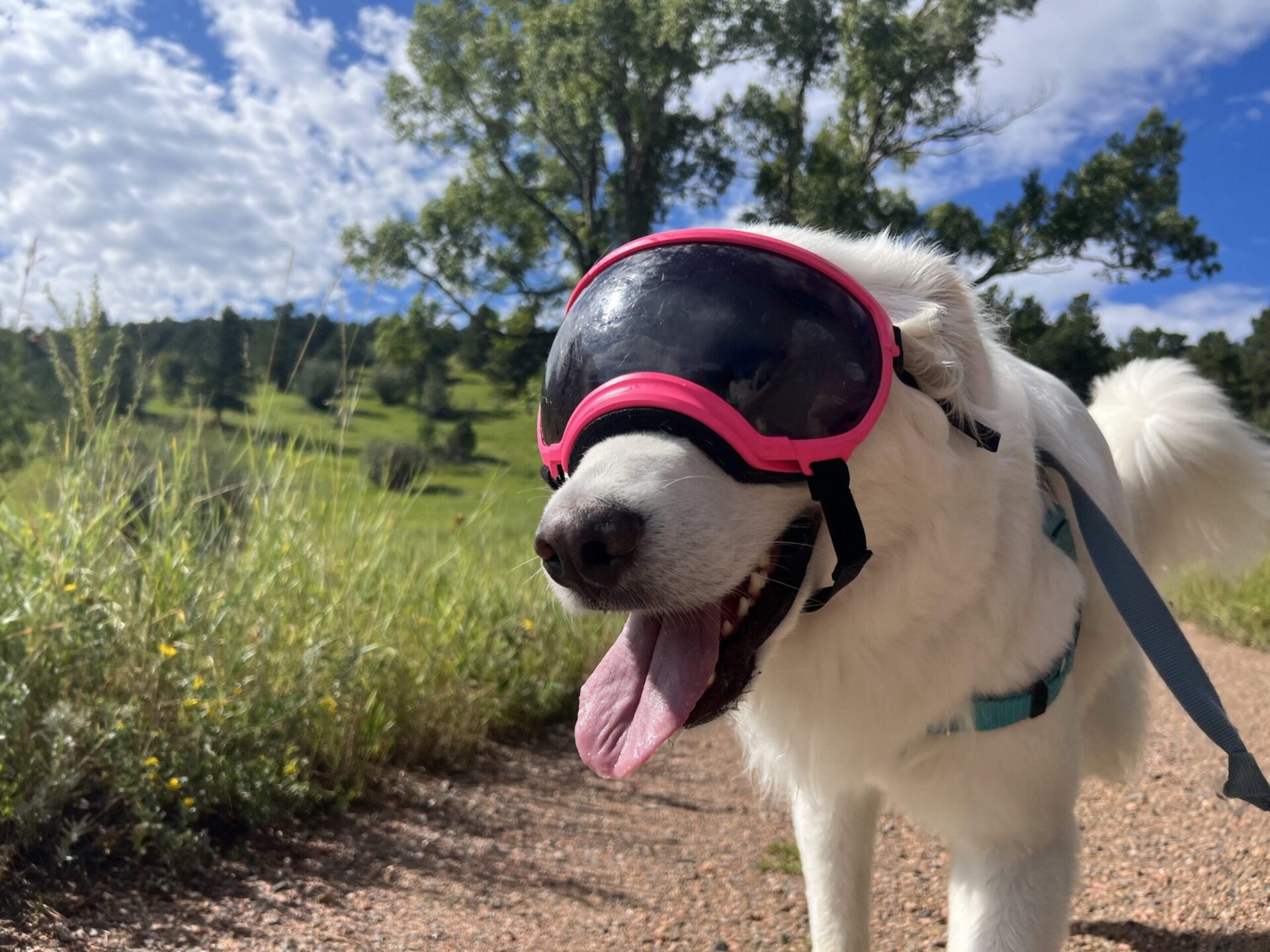 Dog wearing protective goggles during outdoor hike