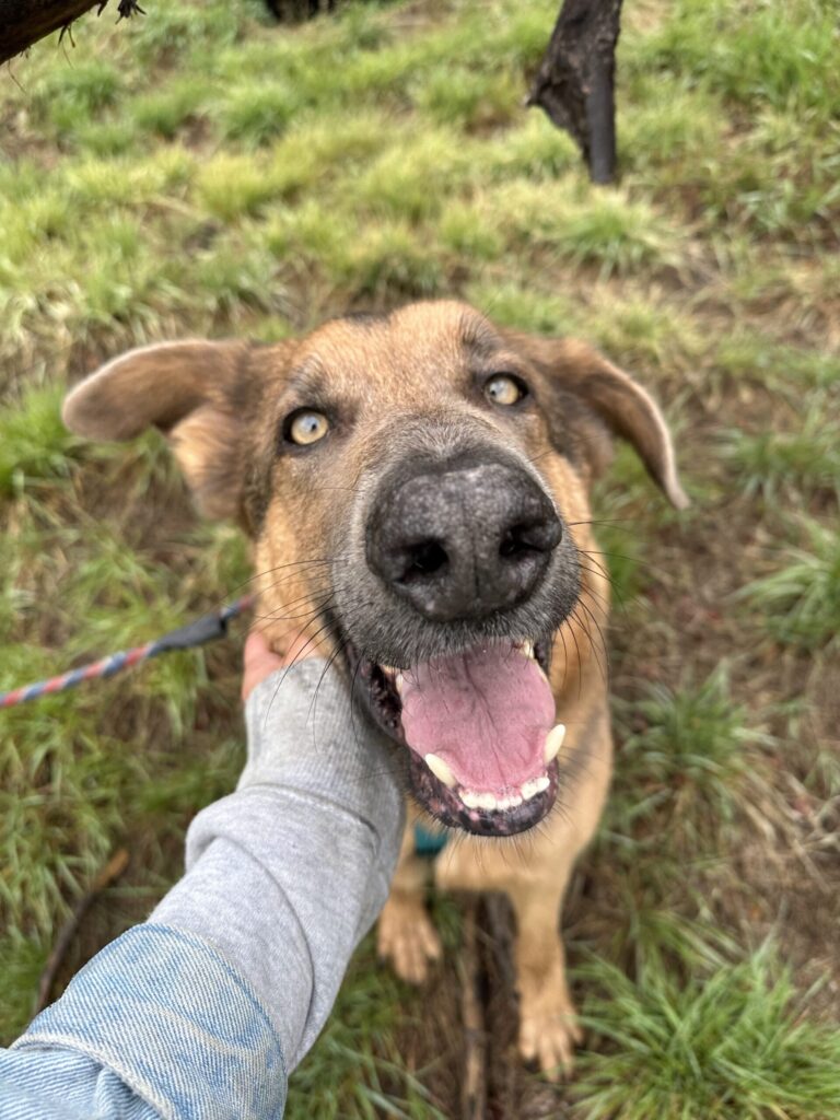 Happy brown dog close-up with tongue out on grassy trail