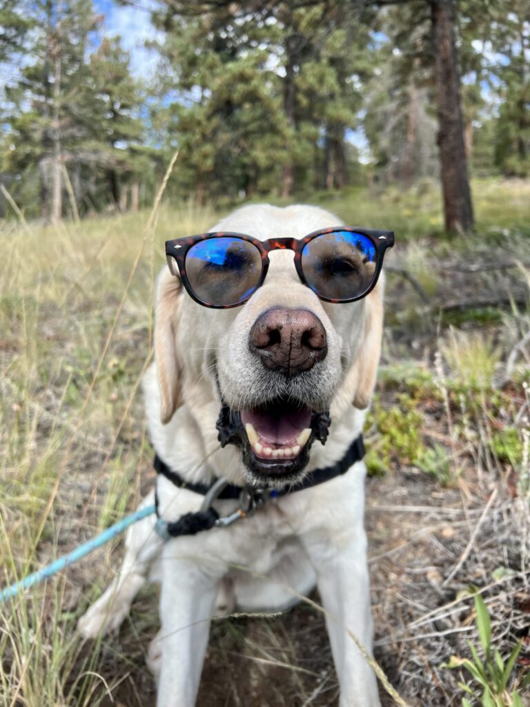 Dog wearing sunglasses on leash during sunny walk