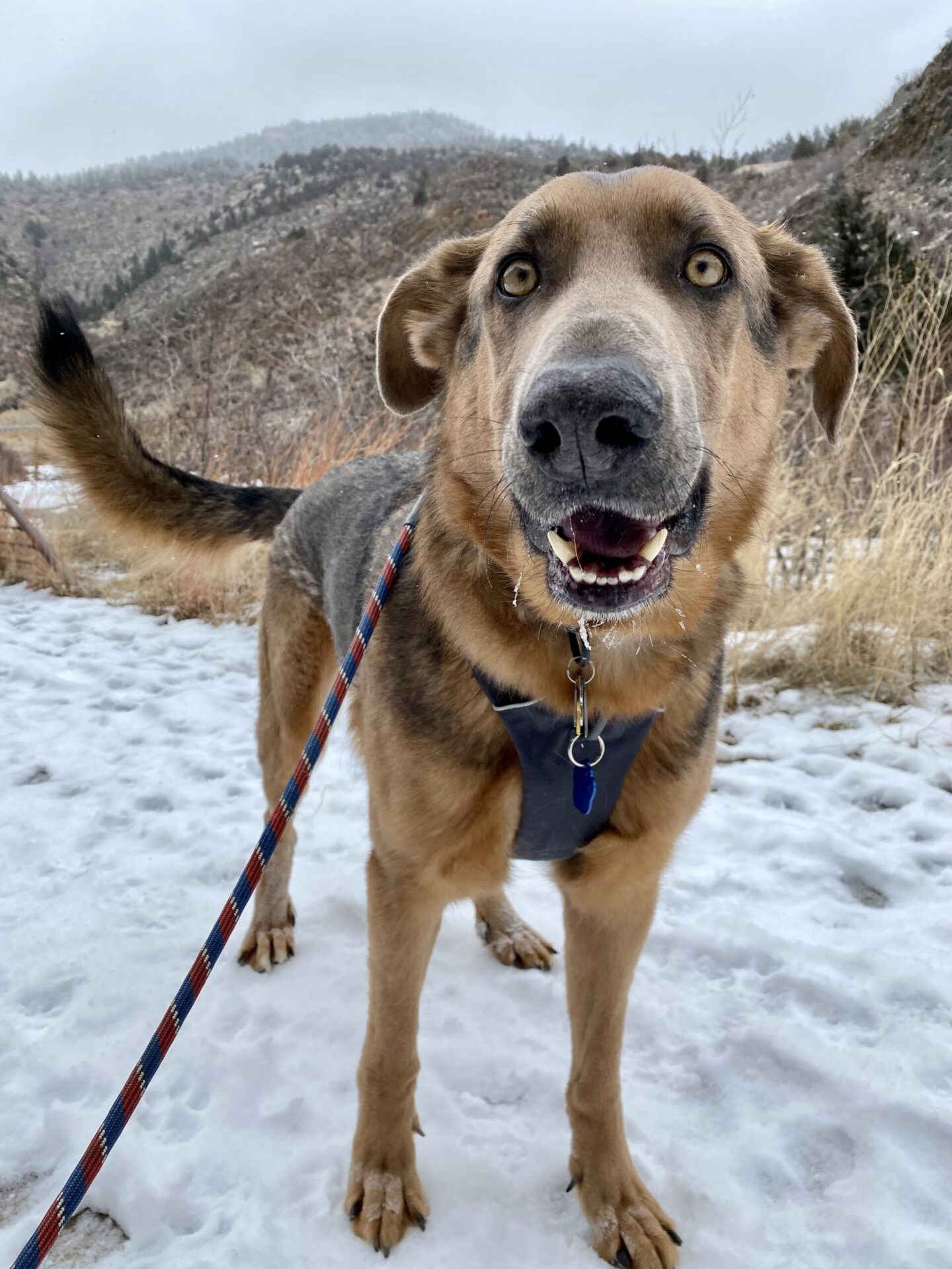 Happy brown dog on leash in snowy park