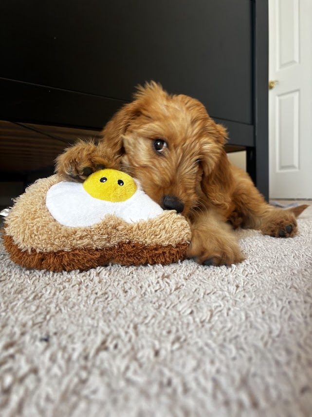 Small dog resting with plush toy indoors