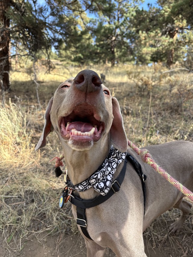 Dog smiling with tongue out on wooded trail
