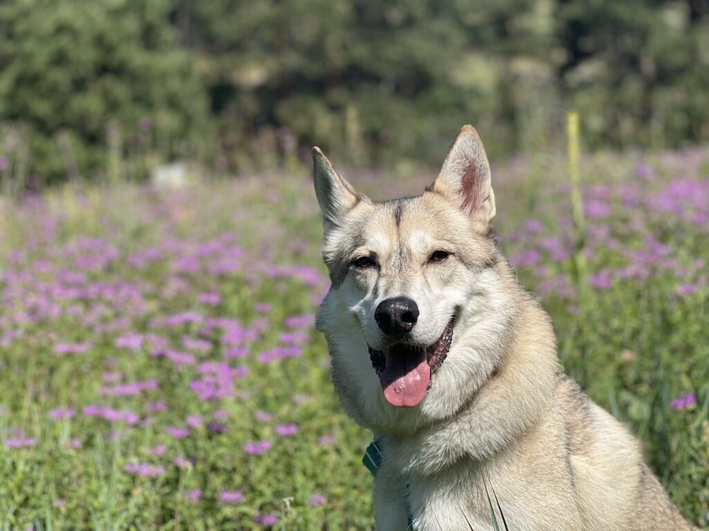 Husky smiling among wildflowers on hike