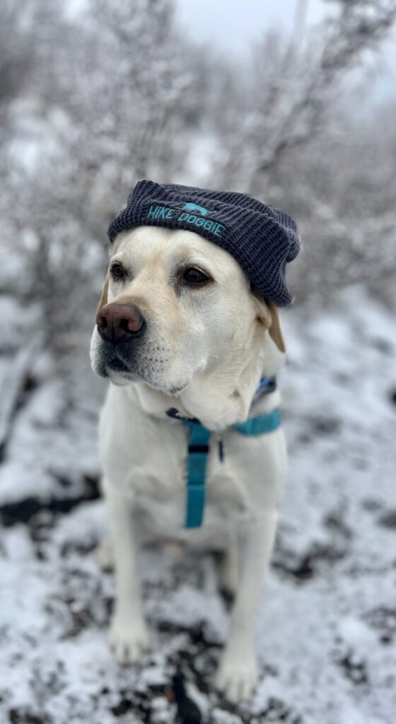 Yellow lab wearing knit hat outdoors in winter