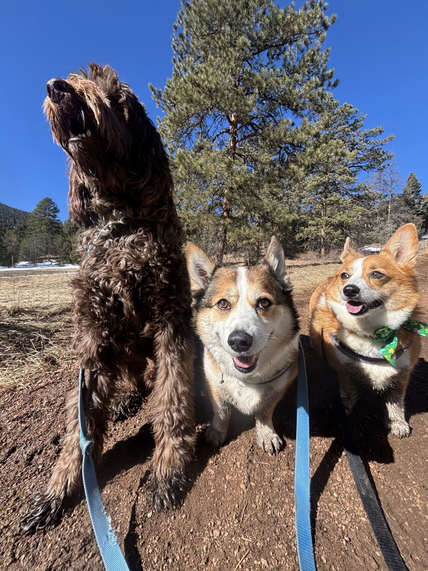 Three dogs standing together on trail, pack hiking moment