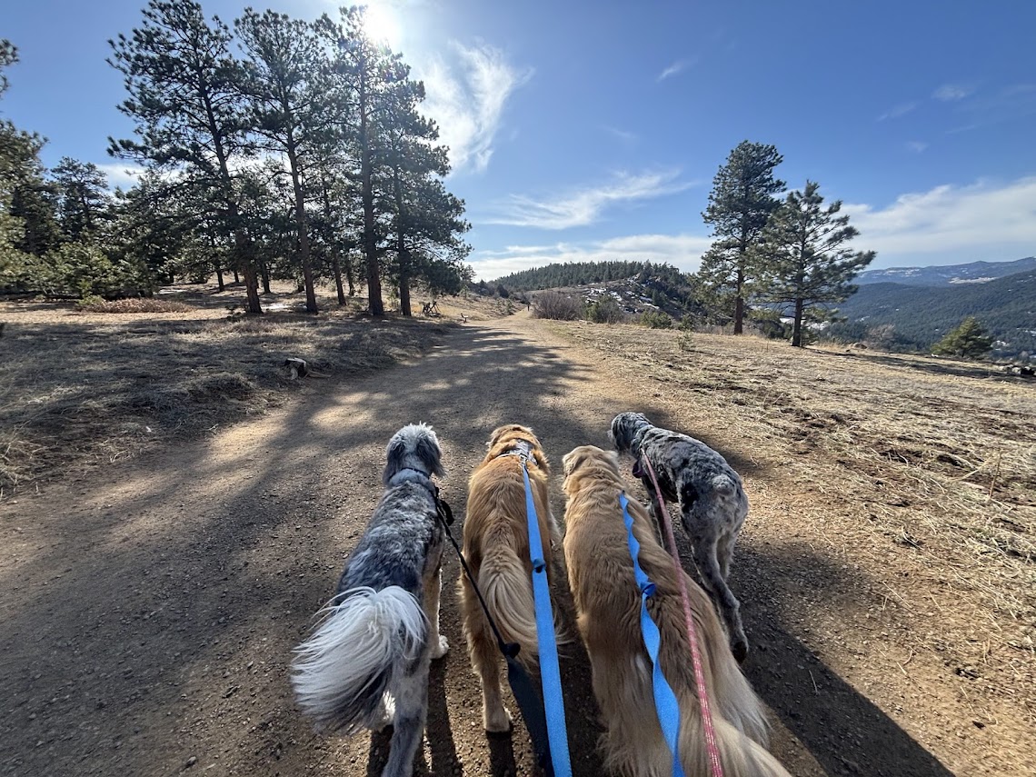Pack of dogs walking away from camera on dirt road
