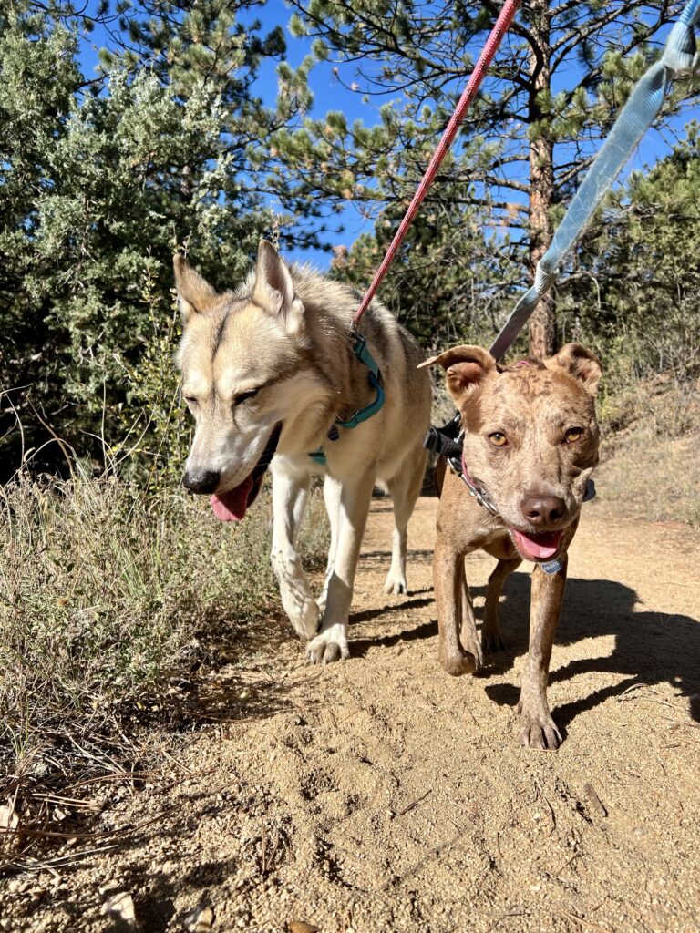 Two dogs hiking side by side on dirt trail