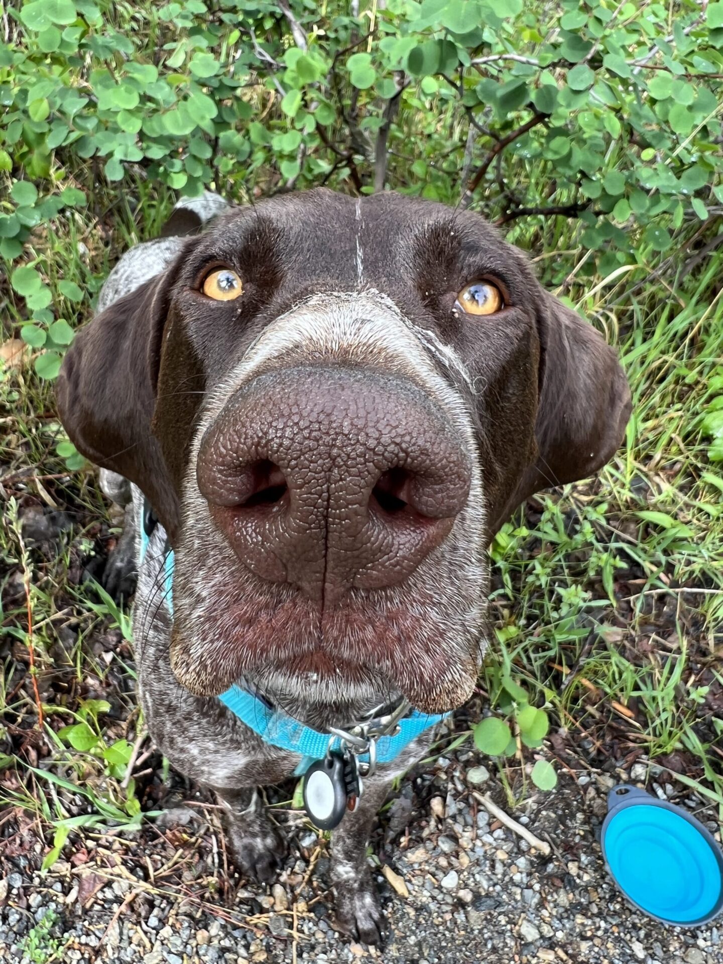 Close-up of brown dog nose and face