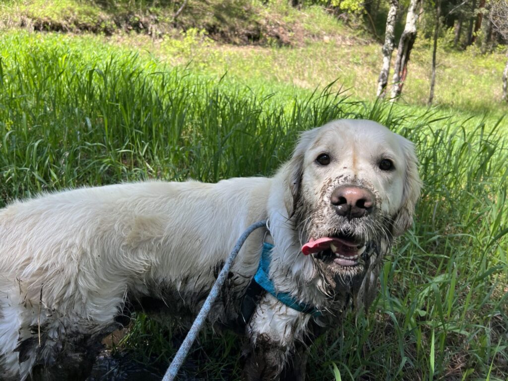 White dog resting in tall grass during walk break