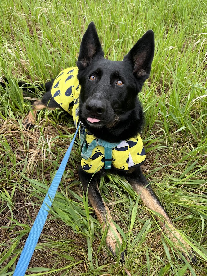 Black dog wearing yellow bandana lying in grass