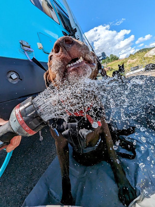 Dog being sprayed with water from hose, cooling off after hike