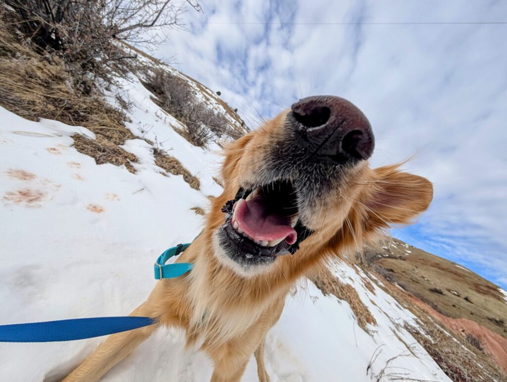 Golden retriever smiling on snowy trail during winter hike