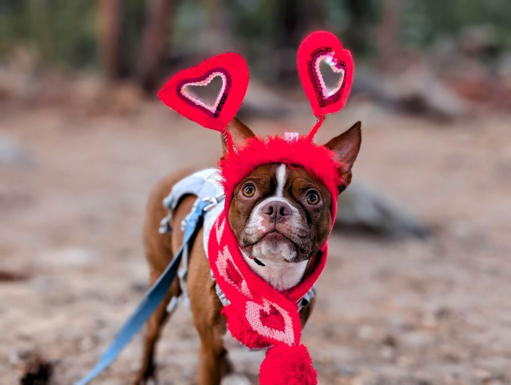 Dog wearing red heart antenna headband, playful costume